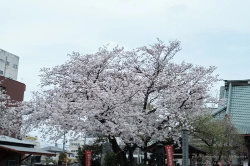 sakura