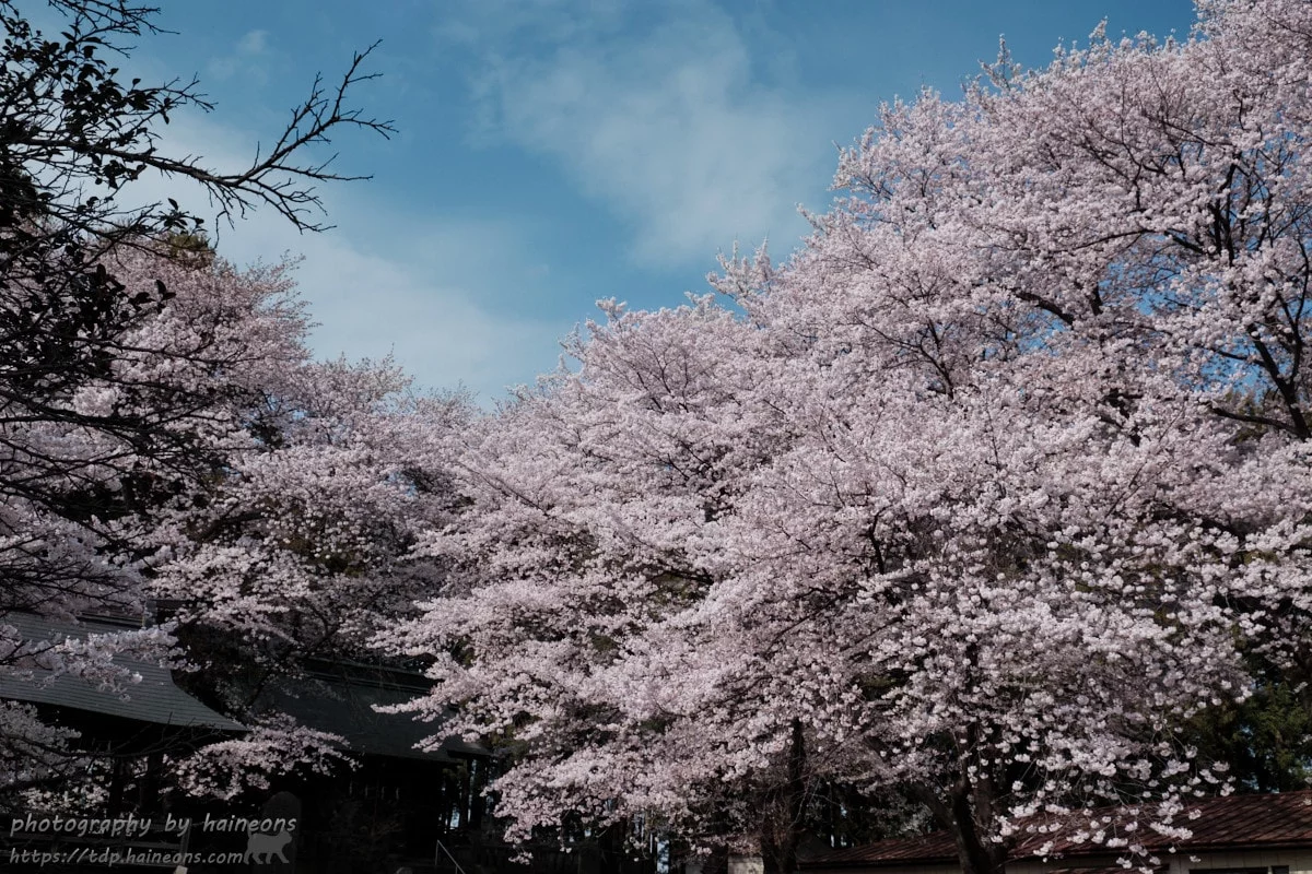 2019/04/12 sakura