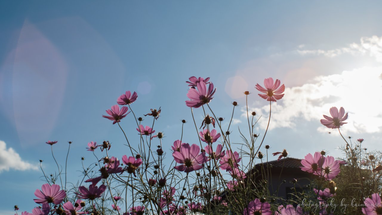 2019/09/19 cosmos