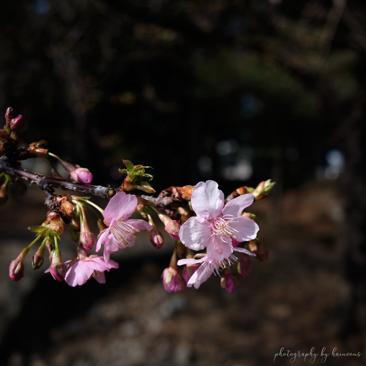2021/02/25 sakura