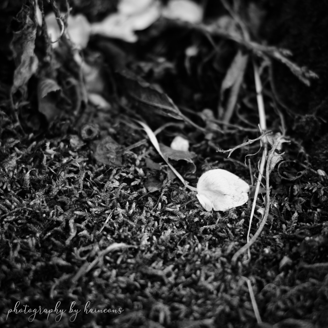 2023/03/27 monochrome