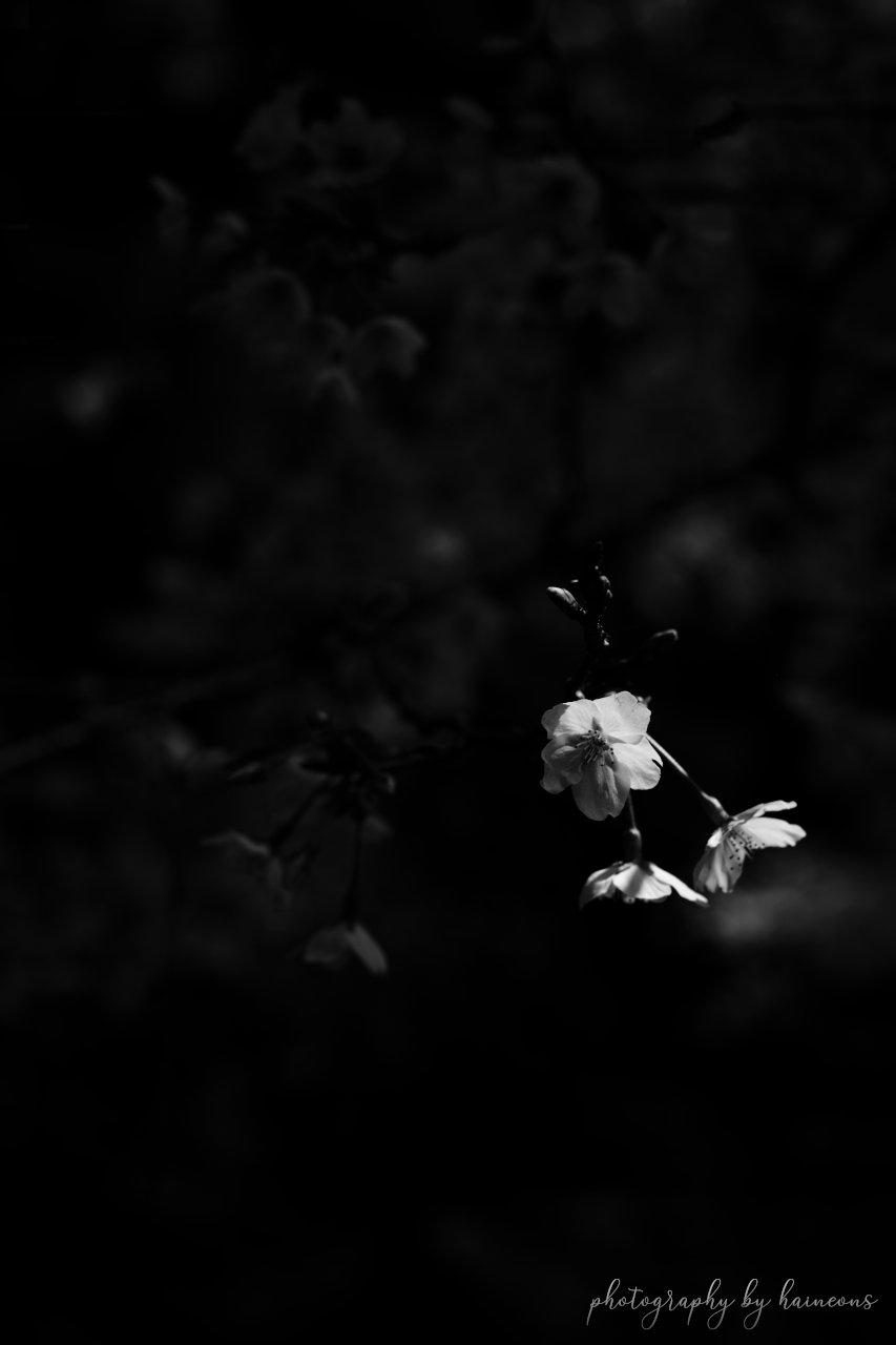 2023/03/30 monochrome
