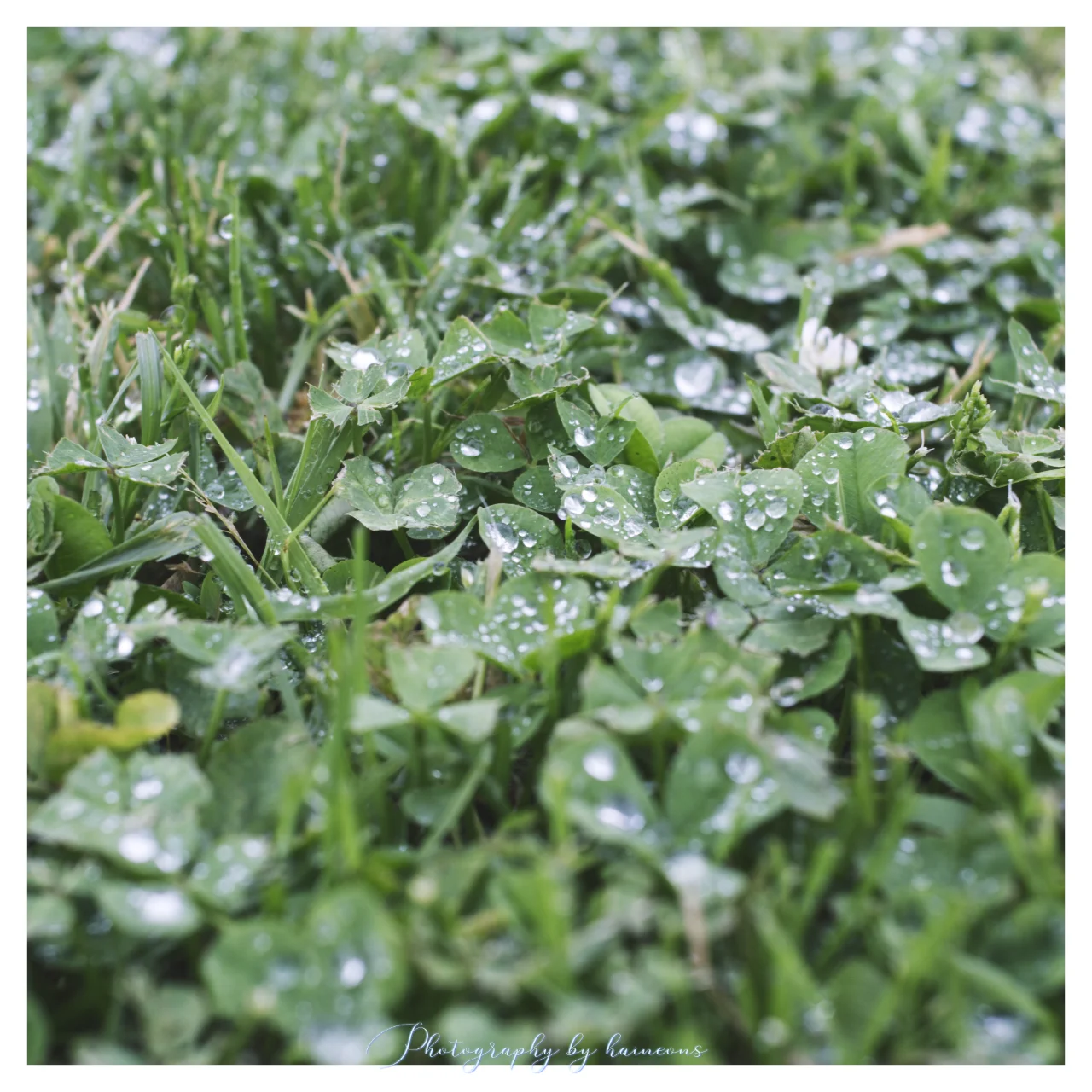 2024/05/16 clover
