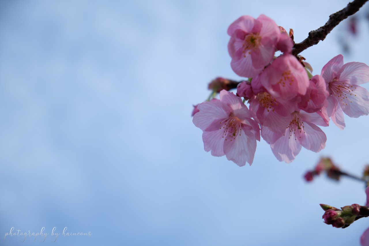 2021/03/24 sakura