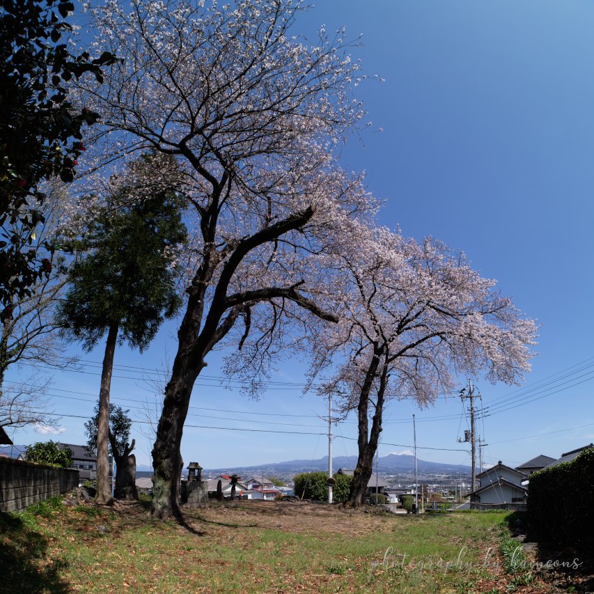 2021/03/29 sakura