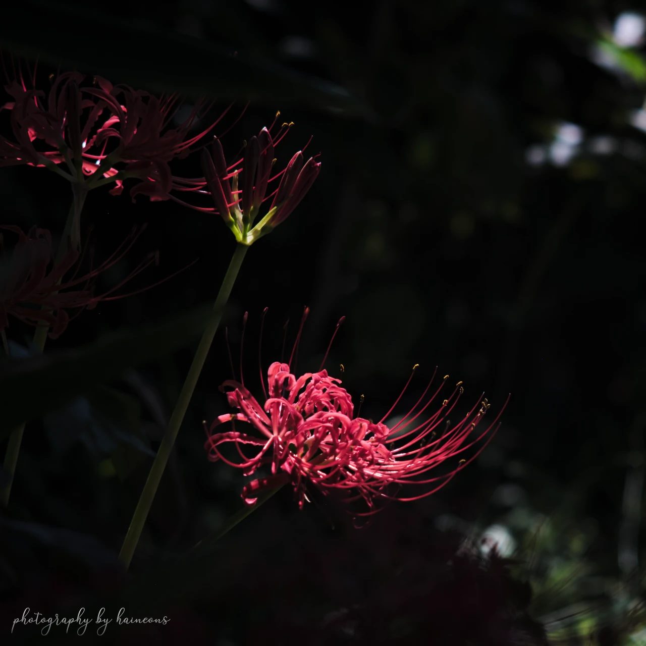 2023/09/24 lycoris radiata