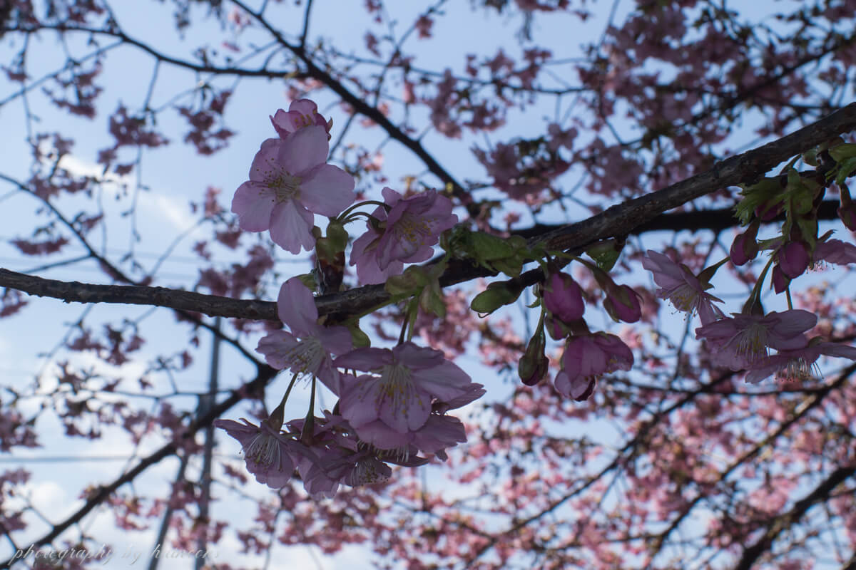 2019/03/05 sakura