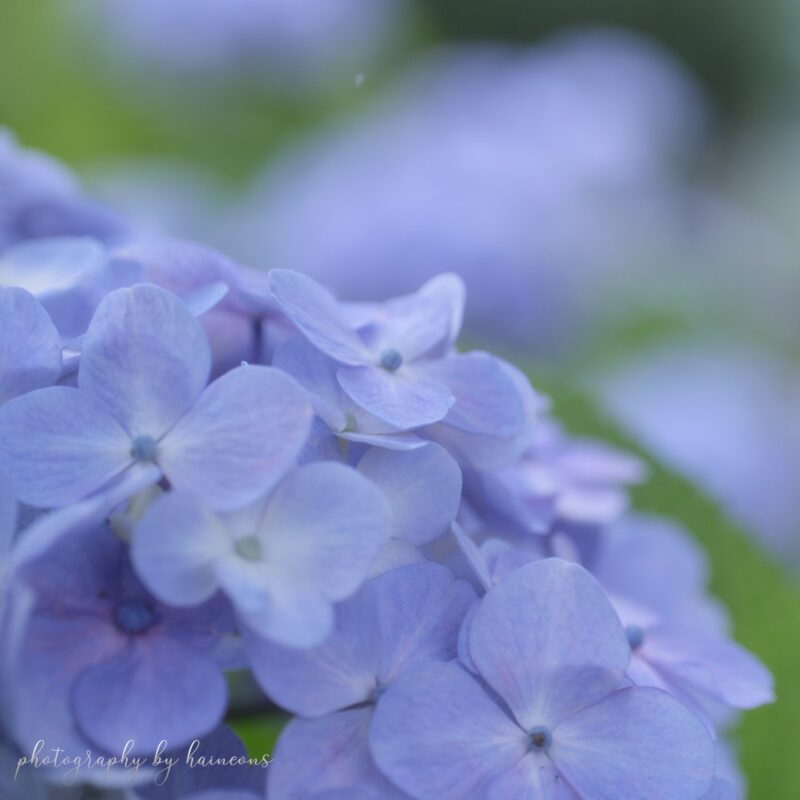 2023/06/24 hydrangea